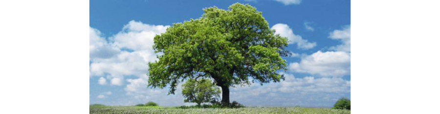 Bild eines Baumes - Der Umwelt zu Liebe